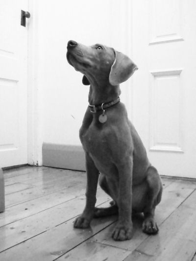 Cassie - Orange Collar