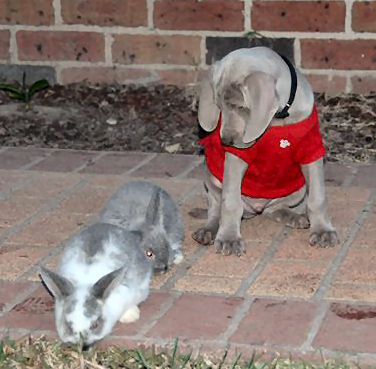 Cuba and Bunny
