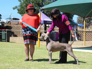 Loki Junior In Group - Dogs ACT