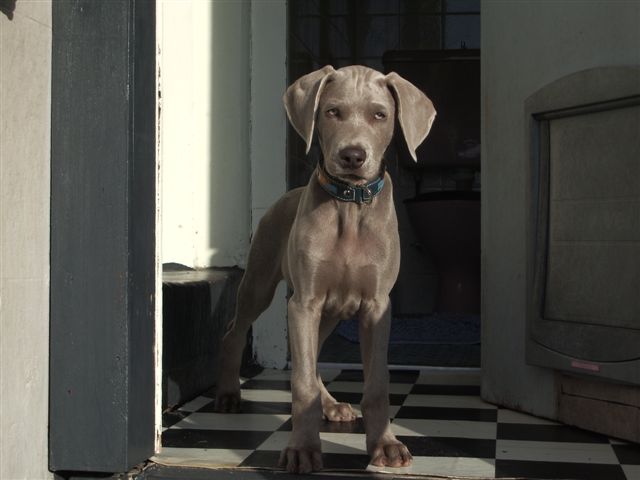 Fergus - Black Collar