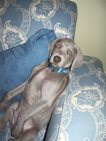 Fergus - Black Collar