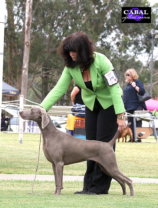 Kitty Best Of Breed - Australia Day 2017