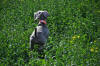 Mav exploring Czech fields