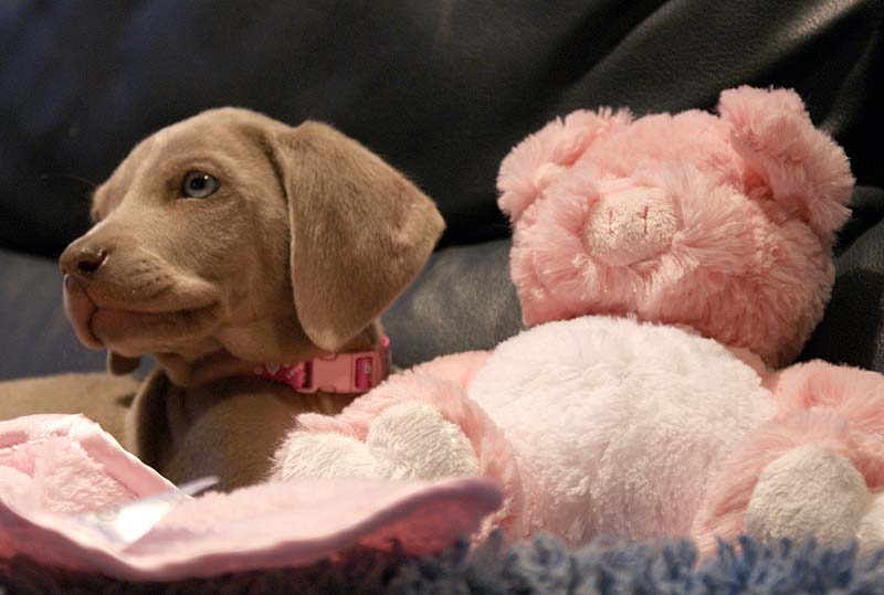 Little Miss Pink waiting to fly to Victoria