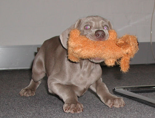 Roxy - Blue Collar