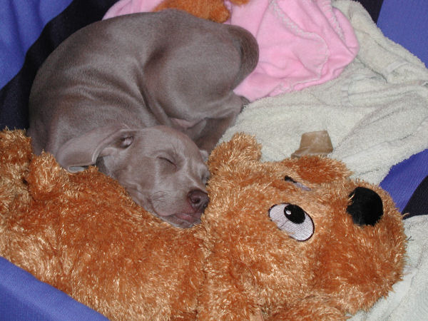 Roxy - Blue Collar