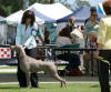 Best Of Breed Spring Fair 2010