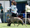 Presley on the move to win BOB Spring Fair - 12 months old
