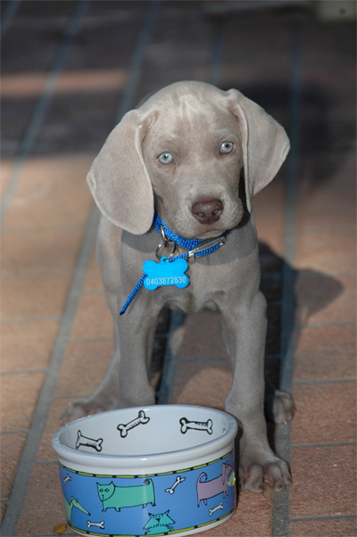 Shelby - Green Collar Boy