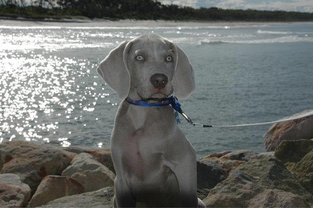 Shelby at the beach