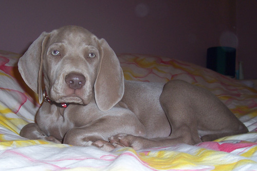 Tully