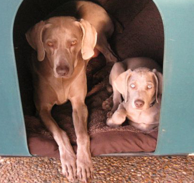 Wyland with Cassie