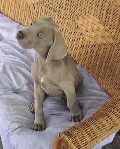 Zali