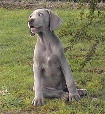 Zali