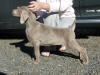 Peppa 9 weeks